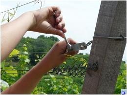 Spannen der Rebdrähte Spannen der Rebdrähte