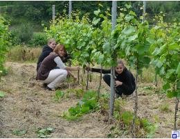 Putzen der Rebstämmchen Putzen der Rebstämmchen